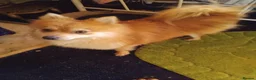 Pomeranian dogs for sale: Stunning palmeranian puppies for sale 8 weeks old. - Advert 8