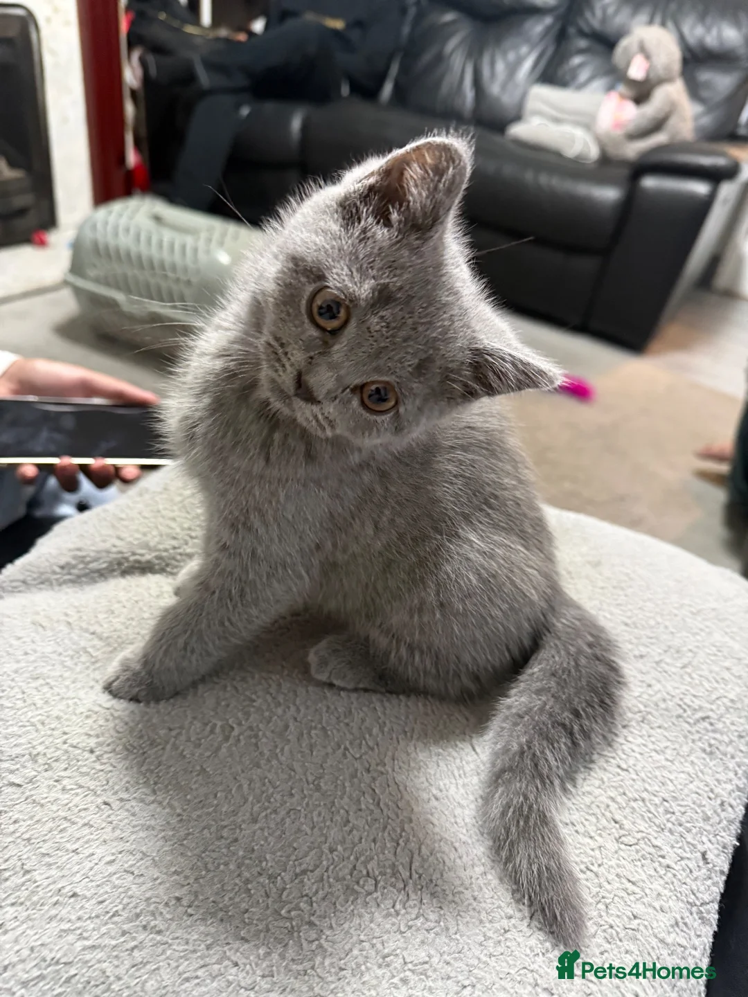 British Shorthair cats for sale: Male British Short Hair - 10 weeks in West Bromwich - Advert 2