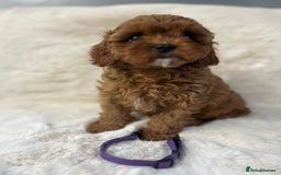 Cavapoo dogs for sale: ⭐️⭐️⭐️⭐️⭐️Licensed-F1 Toy Cavapoo Puppies - Image 5