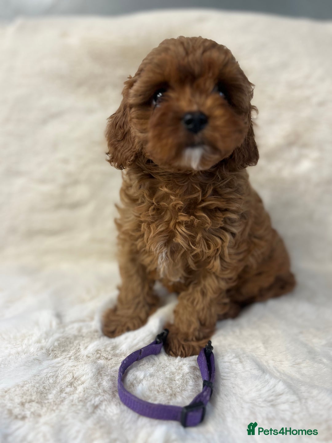 Cavapoo dogs for sale: ⭐️⭐️⭐️⭐️⭐️Licensed-F1 Toy Cavapoo Puppies - Image 5