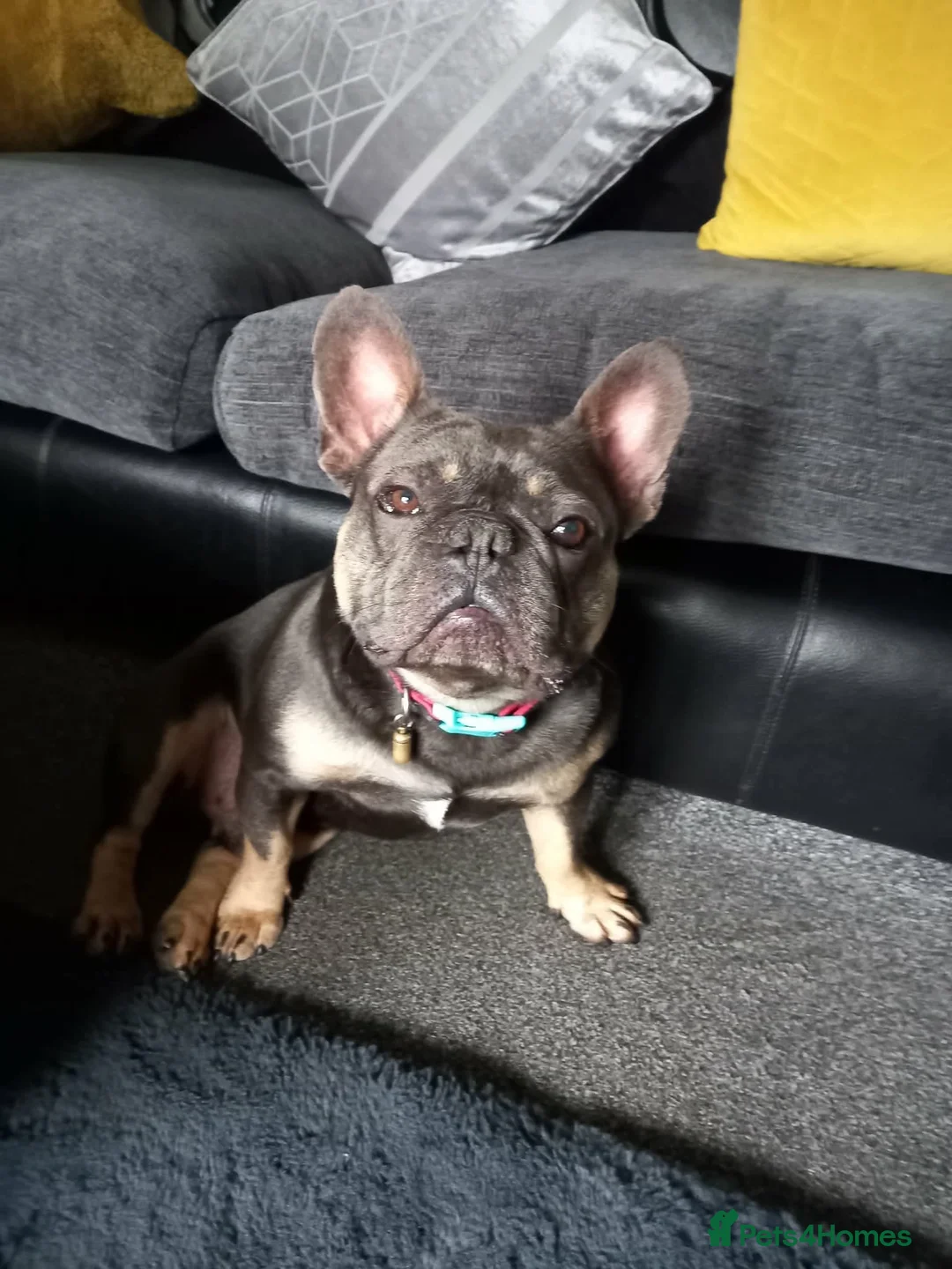 French Bulldog dogs for adoption: Storm needs a loving home  - Advert 2