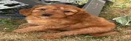 Cockapoo dogs for sale: ONLY 1  left!  F1  KC  FOX RED COCKAPOOS - Advert 4