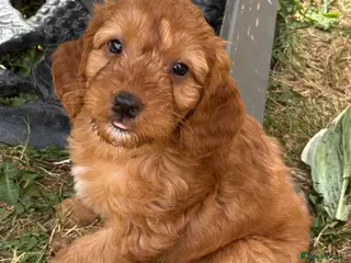 Cockapoo dogs ONLY 1 left! KC FOX RED F1 COCKAPOOS - Advert 11