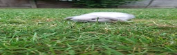 Mini Lop rabbits for sale: Mini lop bunnys - Advert 3