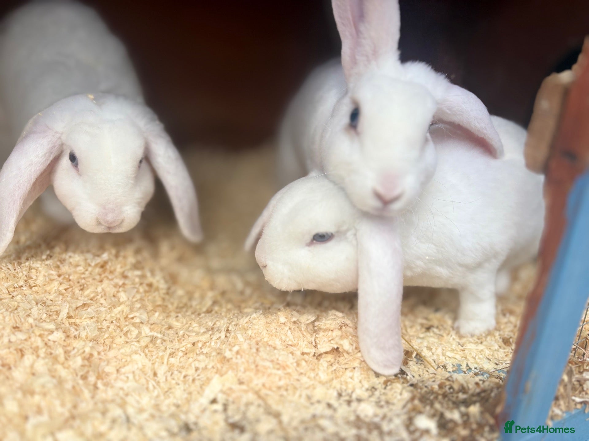 Mini Lop rabbits Very friendly Mini Plush Lops - Advert 1