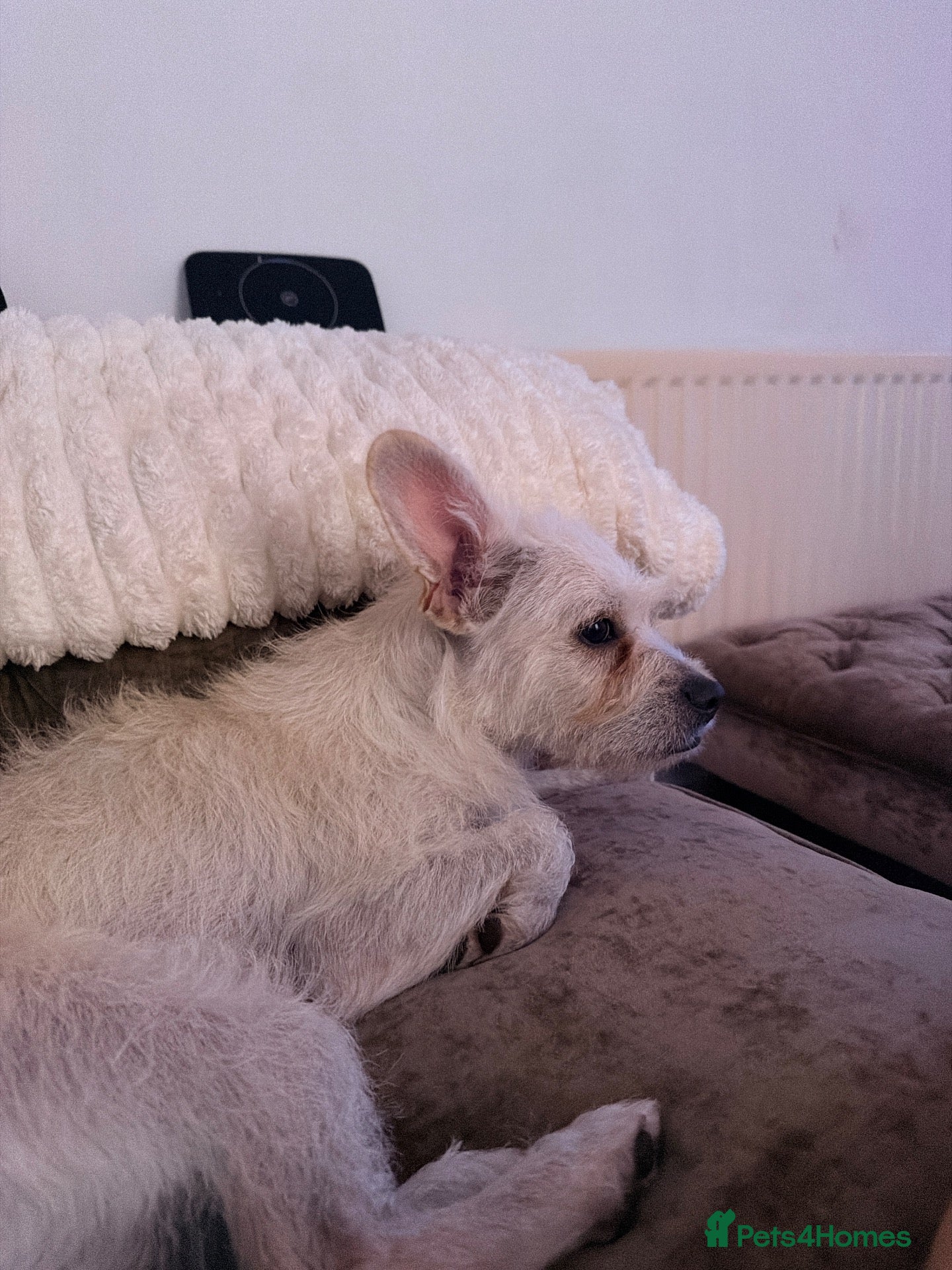 Mixed Breed dogs Jack russell X  - Advert 1