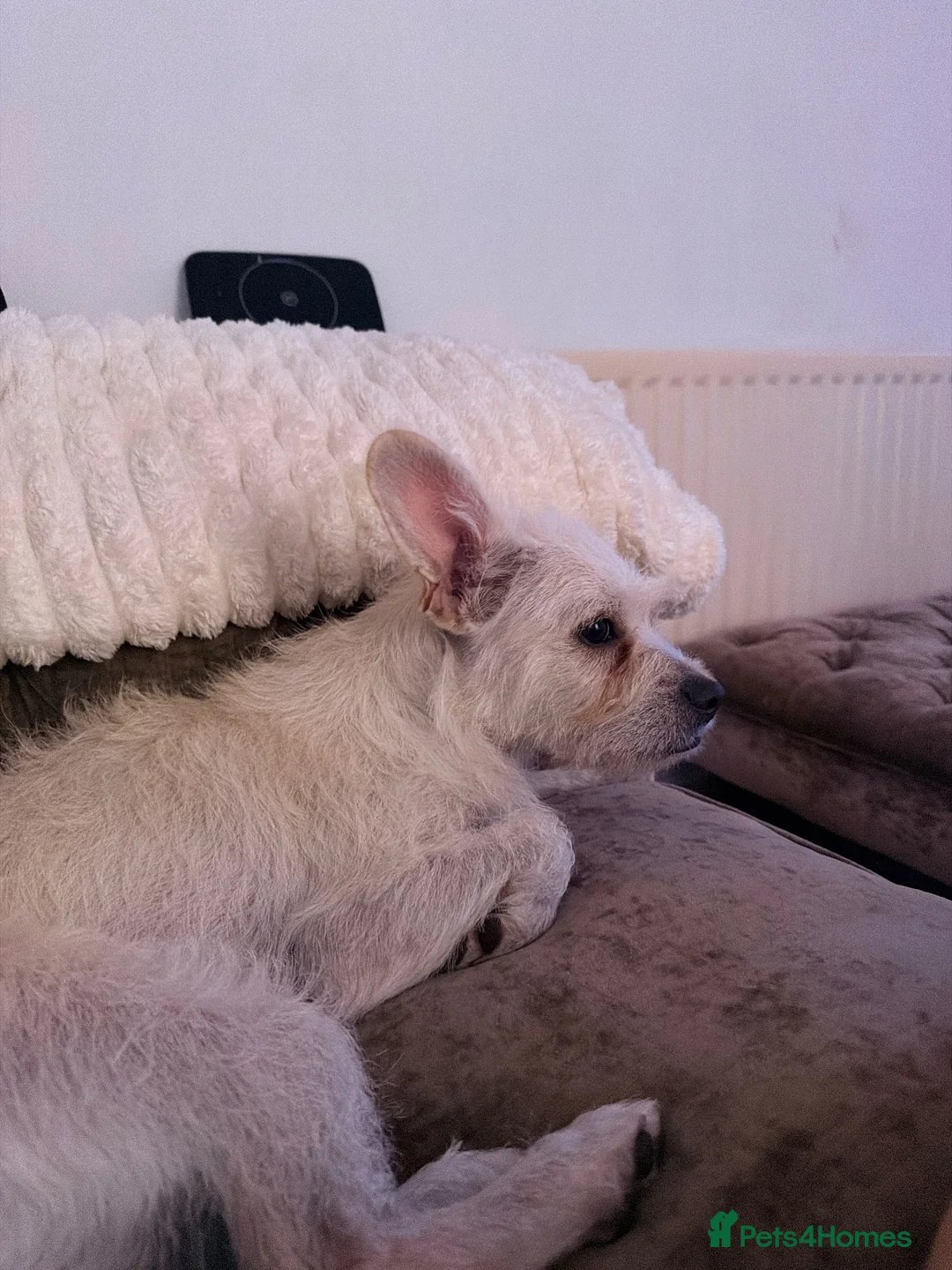 Mixed Breed dogs for sale: Jack russell X  in Bridgnorth - Advert 1