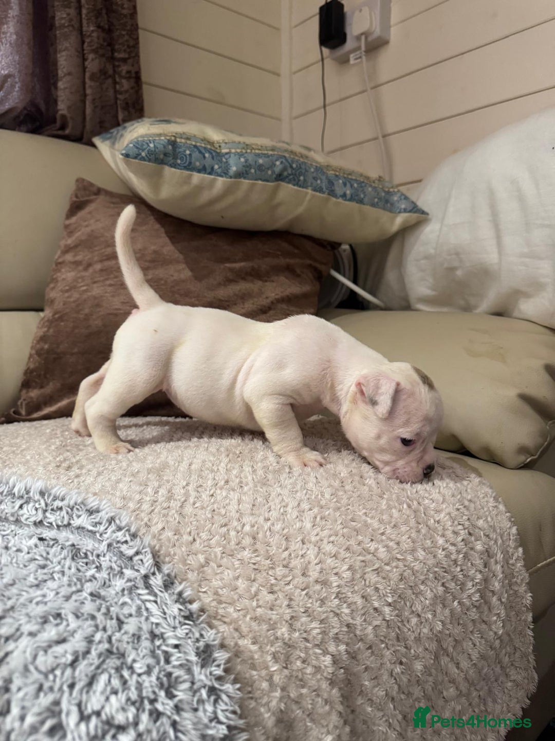 Olde English Bulldogge dogs for sale: (Reduced) Olde English Bulldogges puppies  - Advert 8