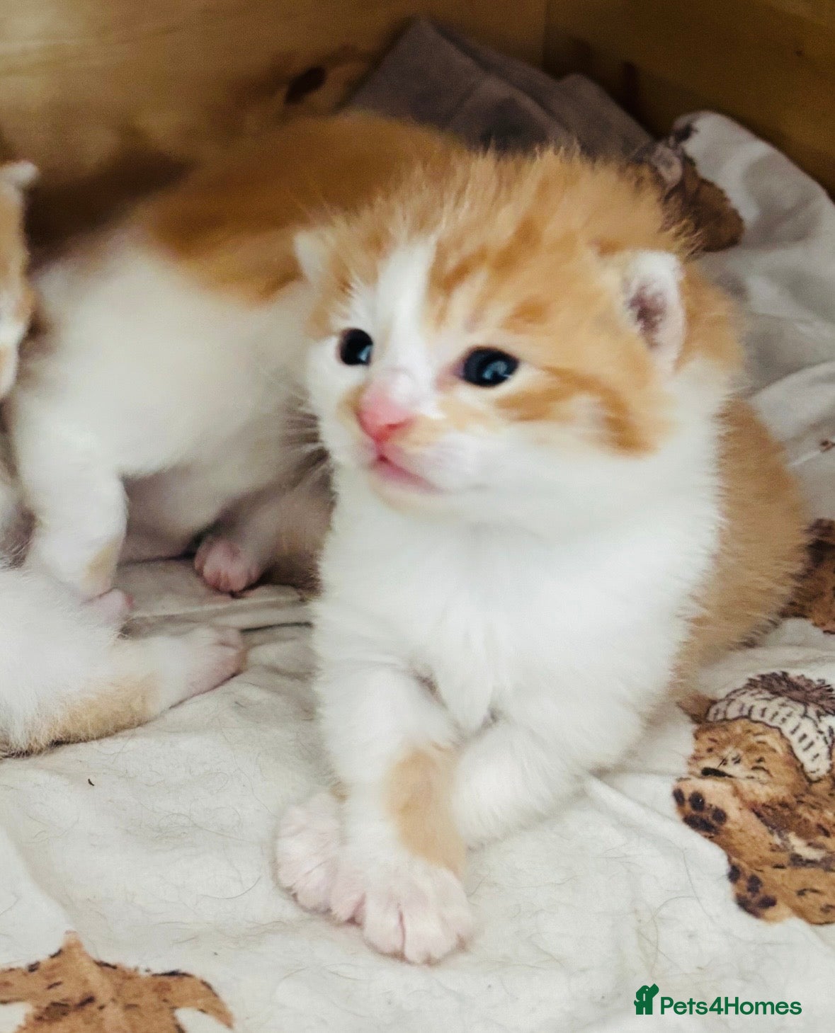 Mixed Breed cats Kittens 🐈 stunning Mainecoon x bengal babies! - Advert 15