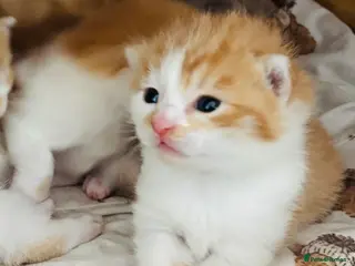 Mixed Breed cats Kittens 🐈 stunning Mainecoon x bengal babies! - Advert 15