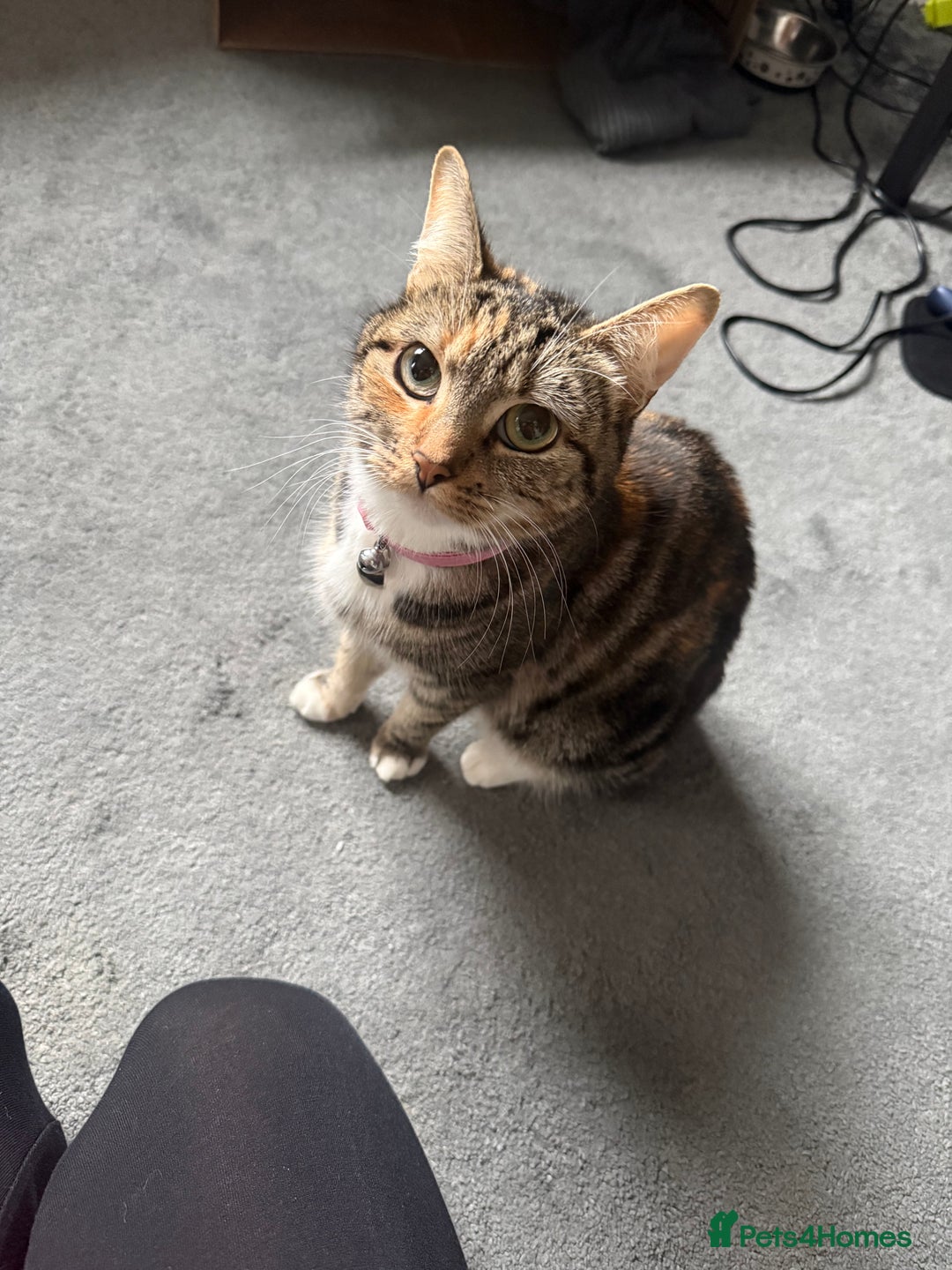 Mixed Breed cats for sale: Mixed kittens  - Advert 1