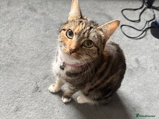 Mixed Breed cats Mixed kittens - Advert 1