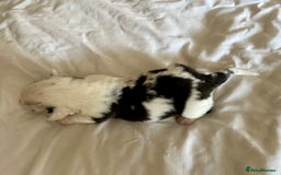 Welsh Corgi Cardigan dogs for sale: Show Quality KC Pedigree Corgi Cardigan Puppies  - Image 30