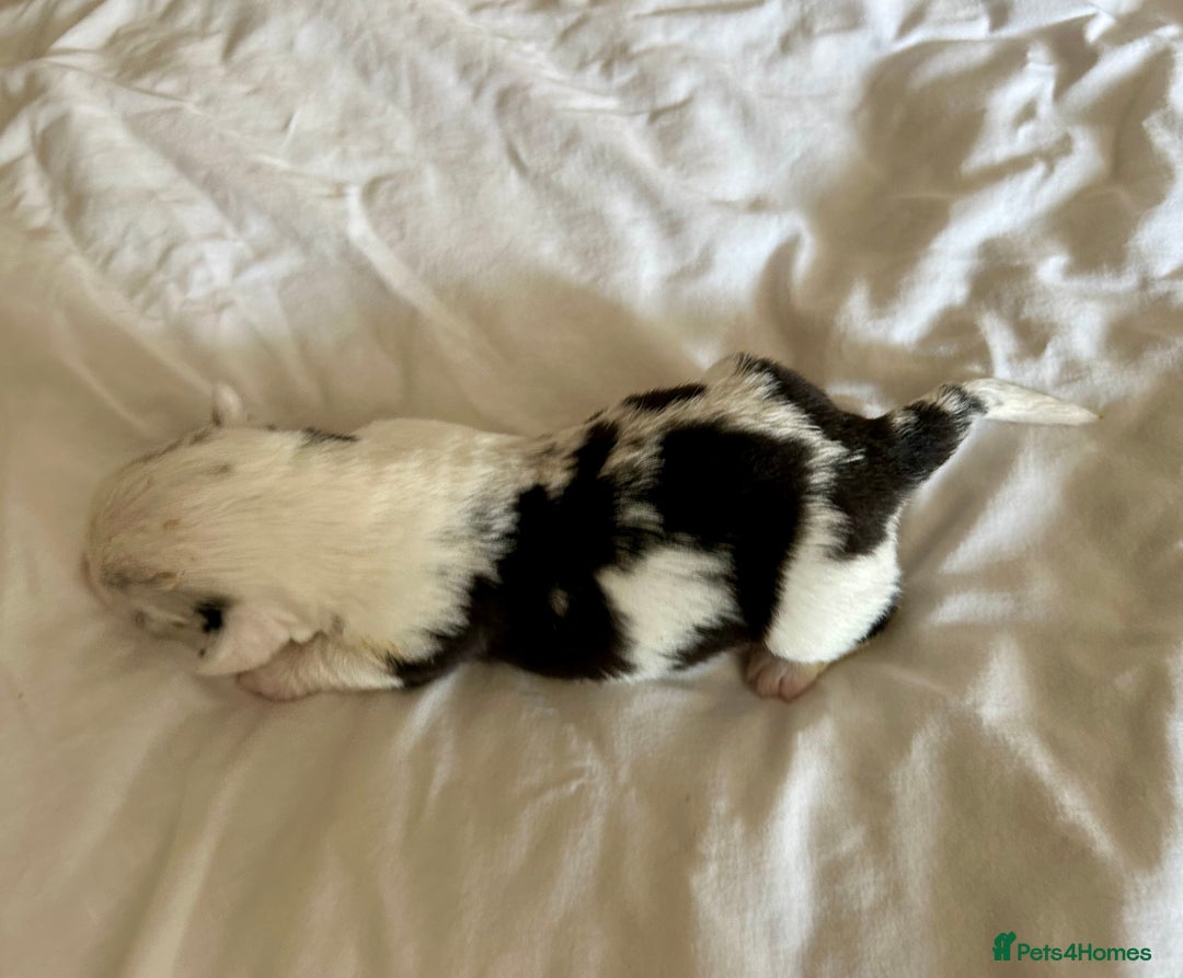 Welsh Corgi Cardigan dogs for sale: Show Quality KC Pedigree Corgi Cardigan Puppies  - Image 30