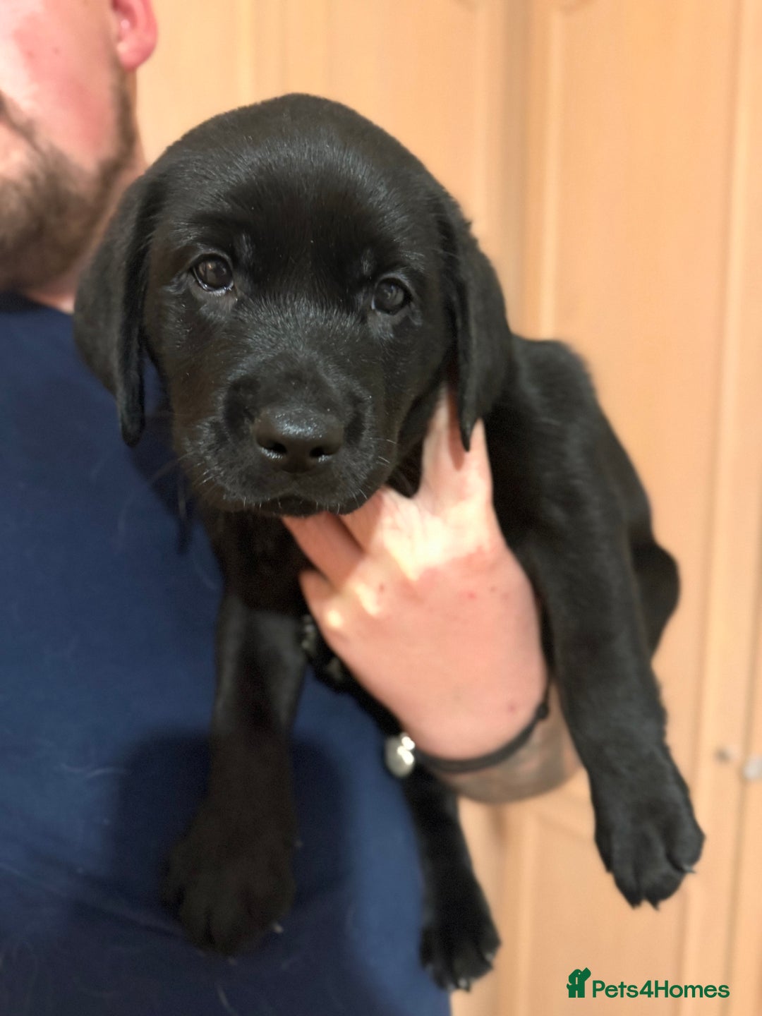 Labrador Retriever dogs for sale: (REDUCED) KC registered Labradors  - Advert 33