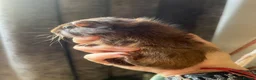 Guinea Pig rodents for sale: Baby Guinea Pigs for sale | ready to leave soon! - Advert 13