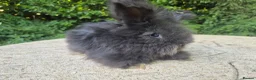 Angora rabbits for sale: 🌟STUNNING ANGORA BABIES- maxi full face 🌟 - Advert 8