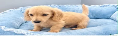 Miniature Dachshund 1