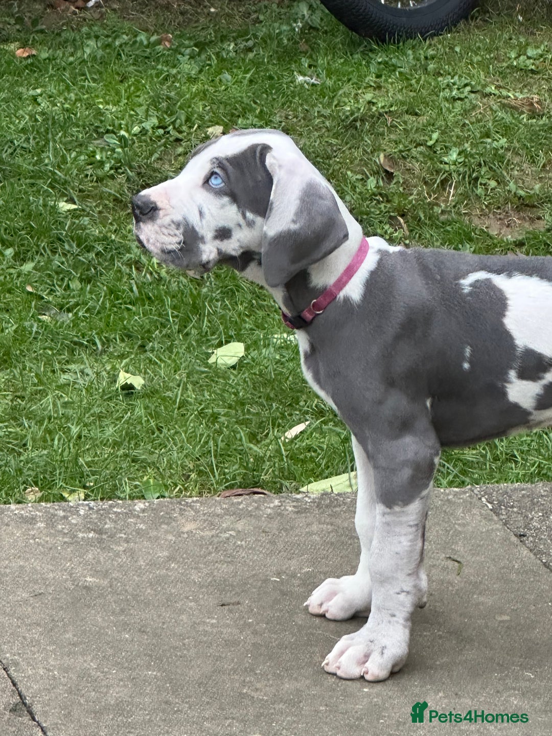 Great Dane dogs for sale: Reduced***** KC registered blue Great Dane puppies - Advert 38