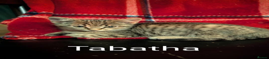 Domestic Shorthair Kitten 5