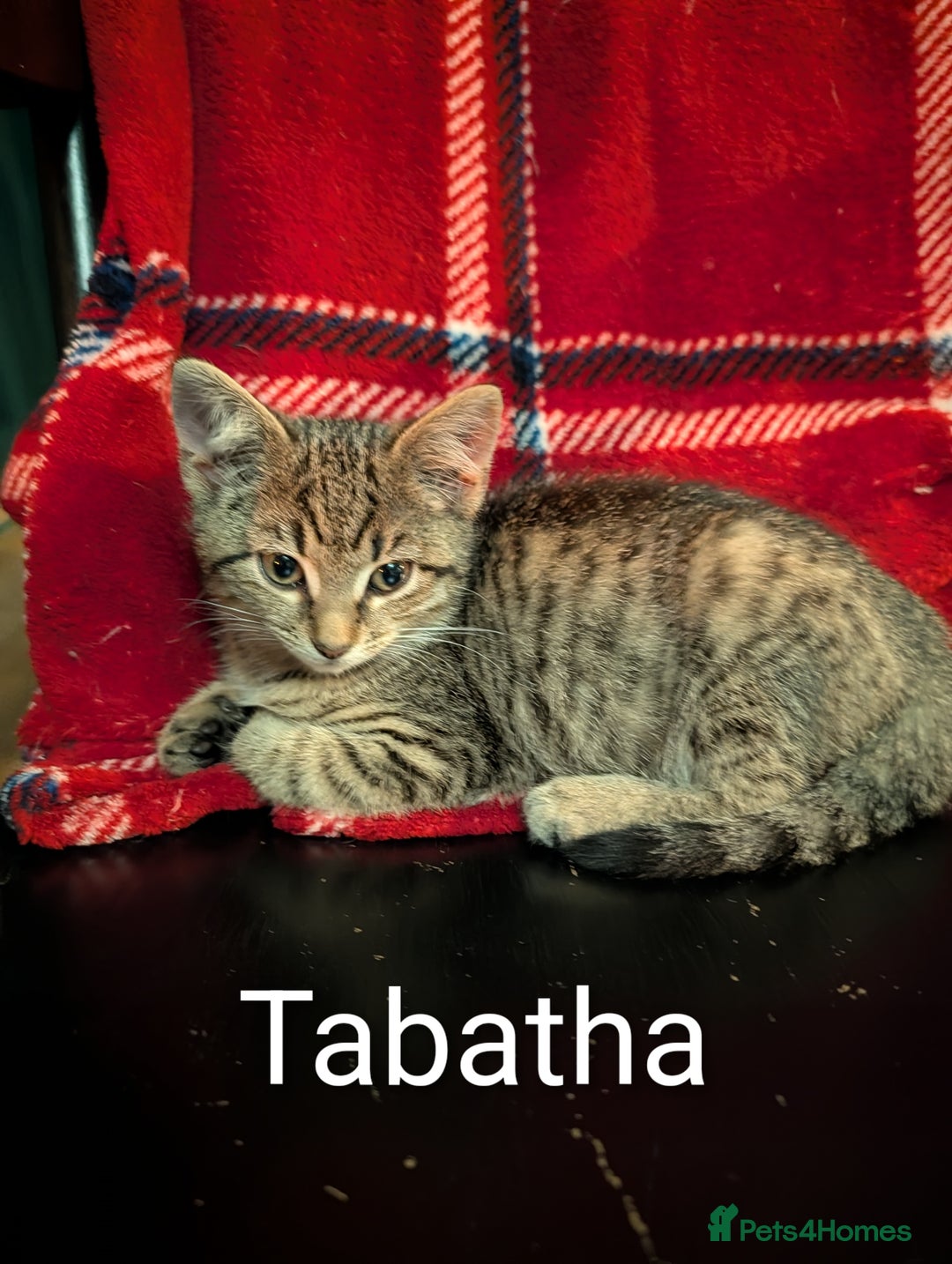 Domestic Shorthair cats for sale: Babies ready for their new homes NOW 🥰 - Image 4