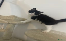 British Longhair cats for sale: Male black and white long hair kitten  - Image 6