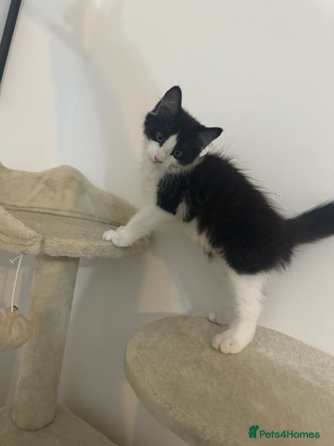 British Longhair cats for sale: Male black and white long hair kitten  - Image 6