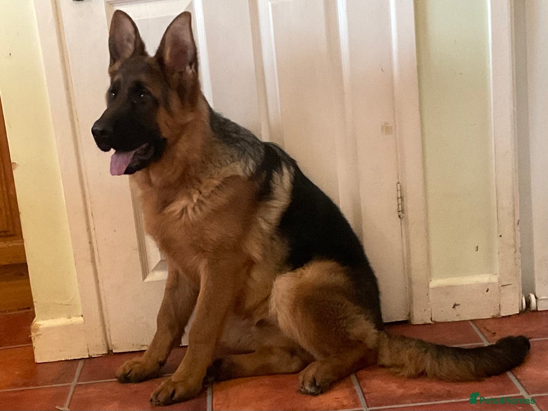German Shepherd dogs for sale: Outstanding specimen German Shepherd  - Advert 11