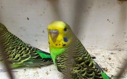 Budgerigars birds for sale: BUDGIES FOR SALE, all in good health - Image 10