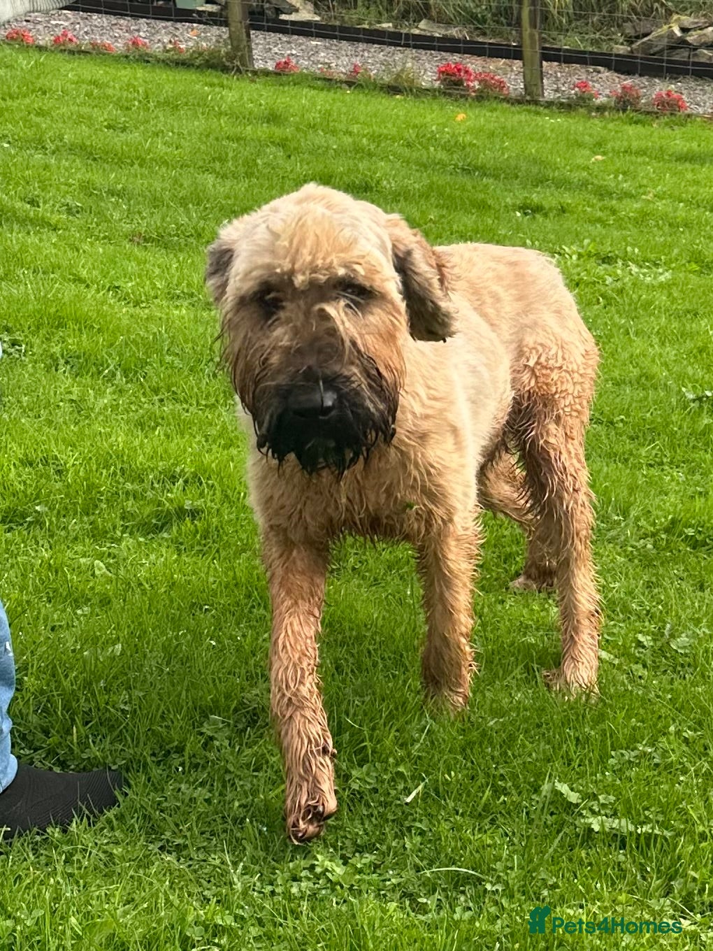 Briard dogs Beautiful Briard looking for forever home  - Advert 1