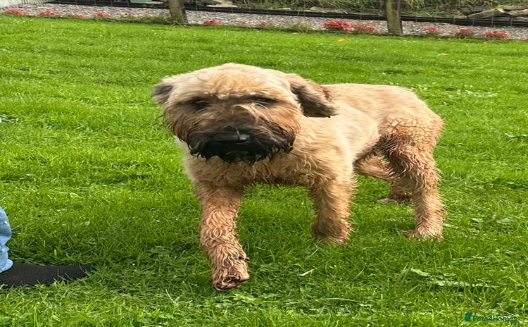 Briard dogs - Advert 1