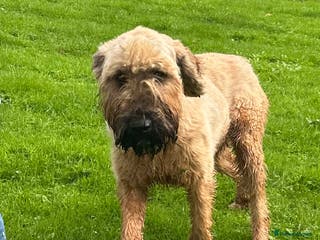 Briard dogs Beautiful Briard looking for forever home - Advert 10