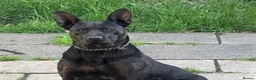 Mixed Breed dogs for sale: Bullherder Female 16 Months Old - Advert 1
