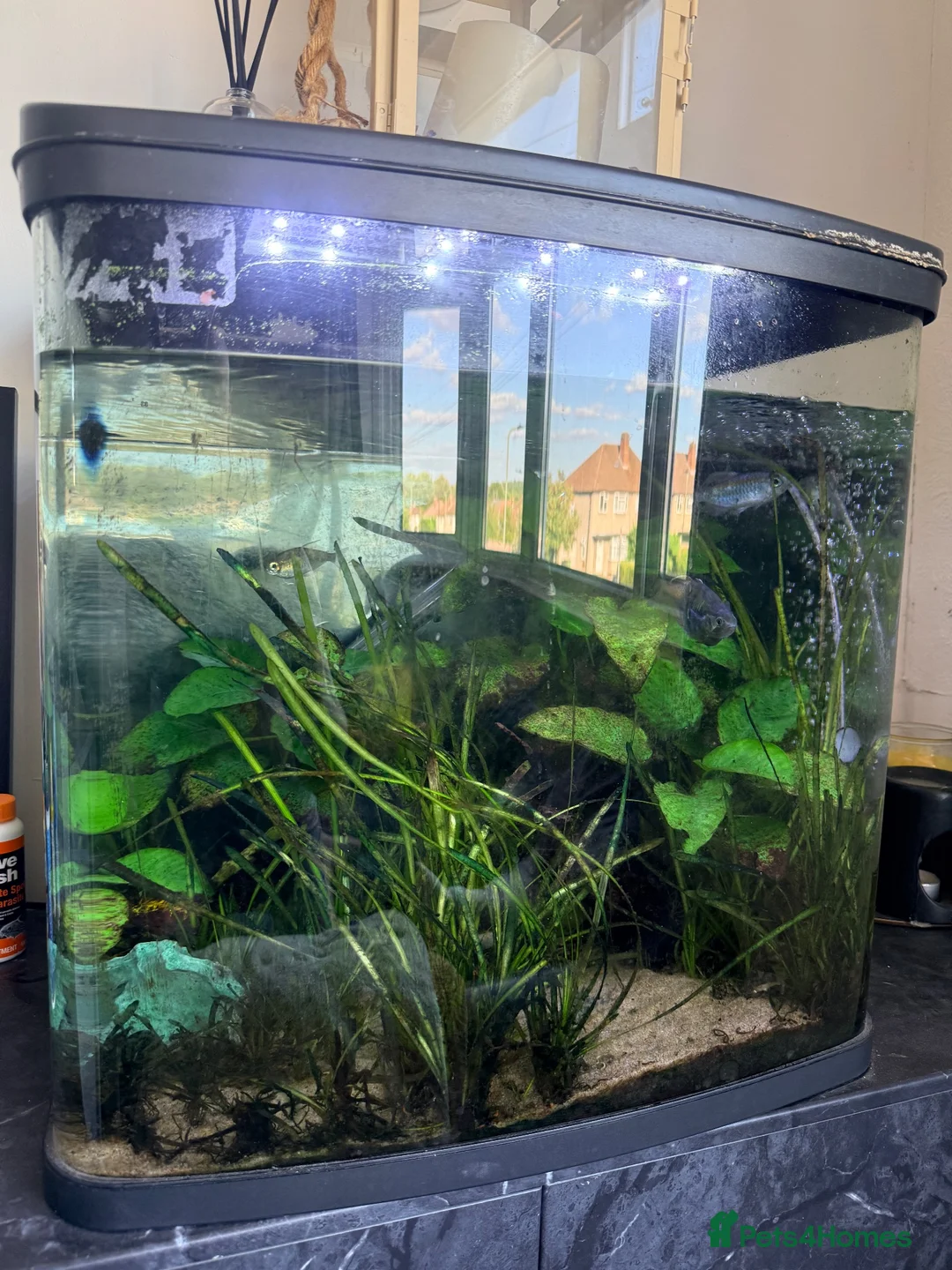 Rainbow Fish fish for sale: Fish tank + fish in Orpington - Advert 2