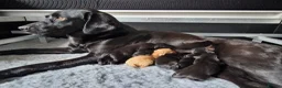 Labrador Retriever dogs for sale: KC Registered, Home reared, Labrador Puppies in Aberdeen - Advert 7