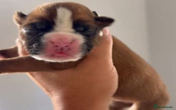 Boxer dogs for sale: Quality litter of boxer puppies - Advert 5