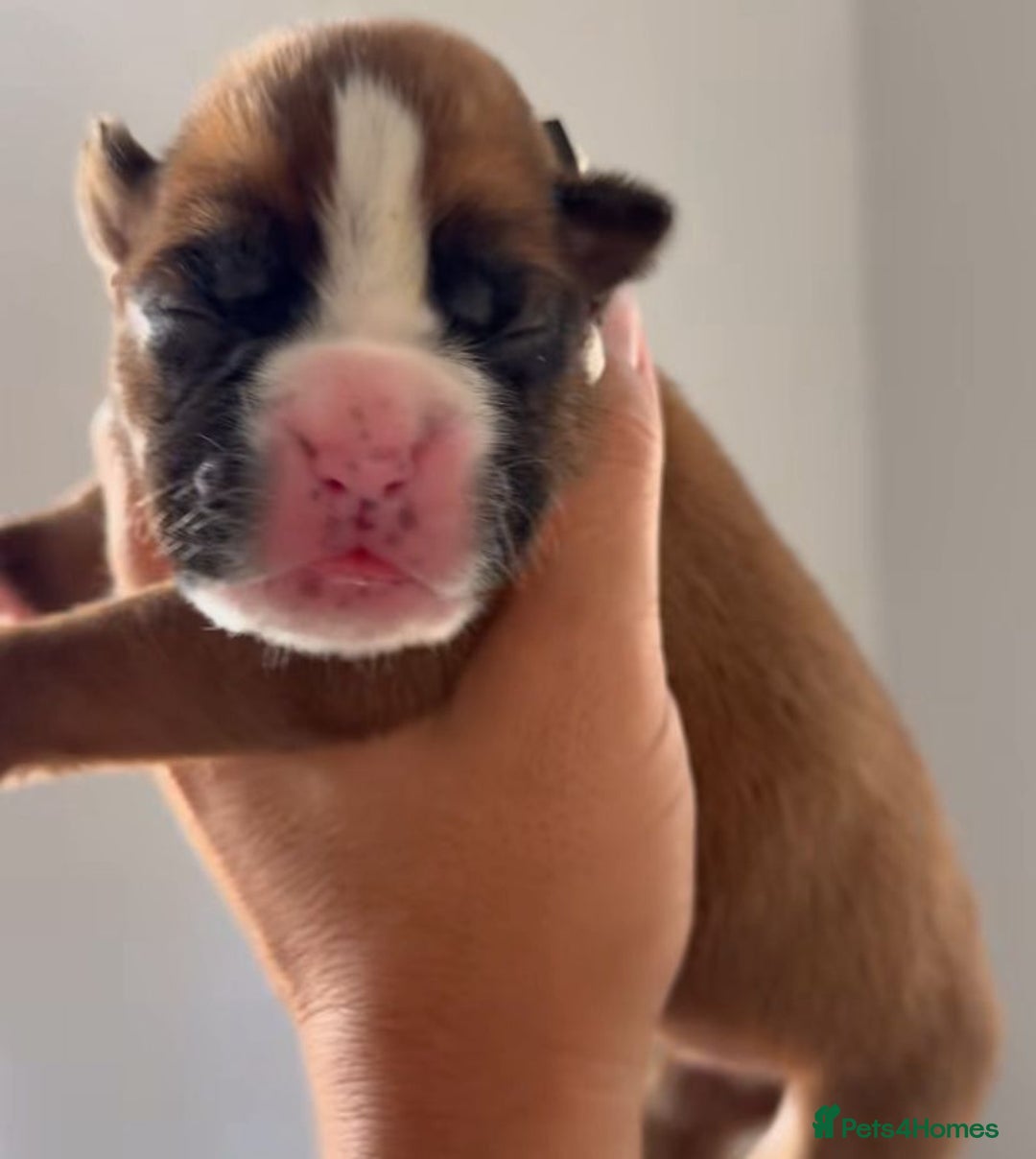 Boxer dogs for sale: Quality litter of boxer puppies - Advert 5