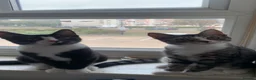 Mixed Breed cats for sale: Male black and white kitten  in Borehamwood - Advert 2