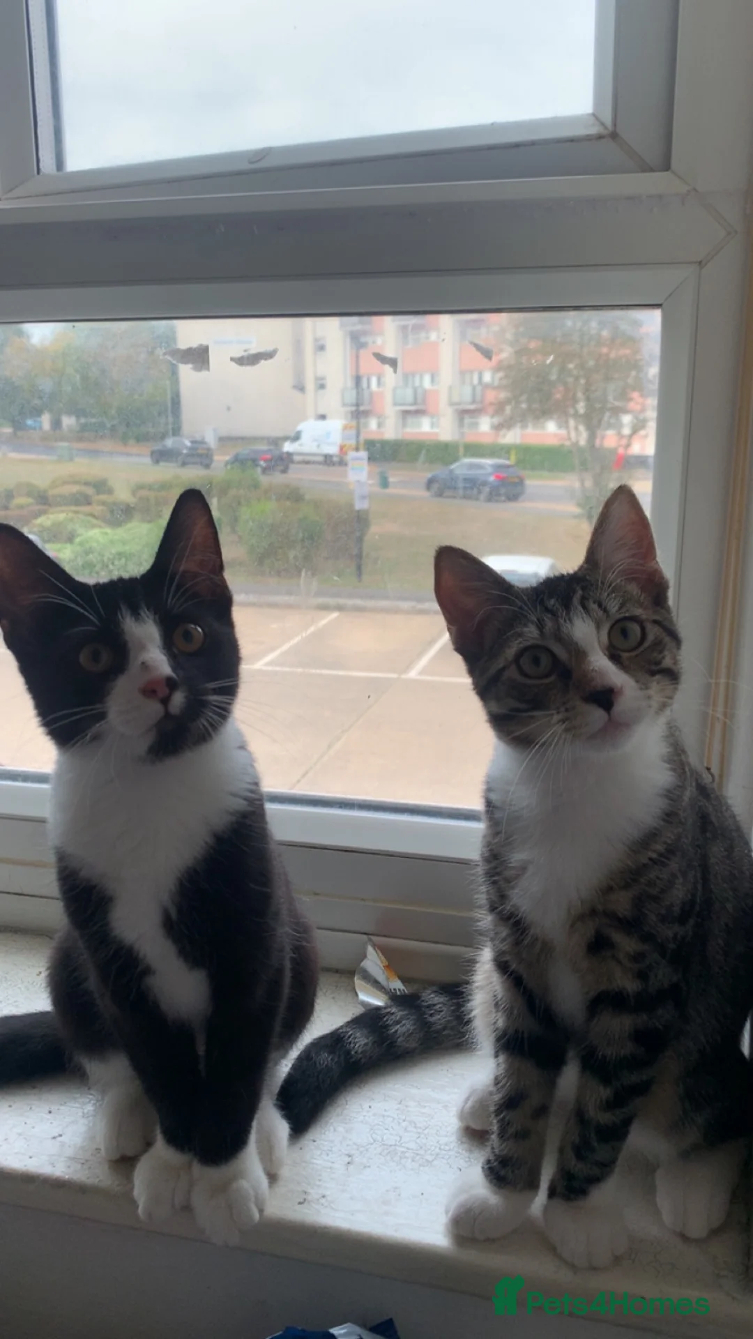 Mixed Breed cats for sale: Male black and white kitten  in Borehamwood - Advert 2
