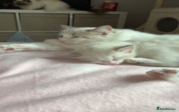 Ragdoll cats for sale: Girl ragdoll kittens  - Image 8