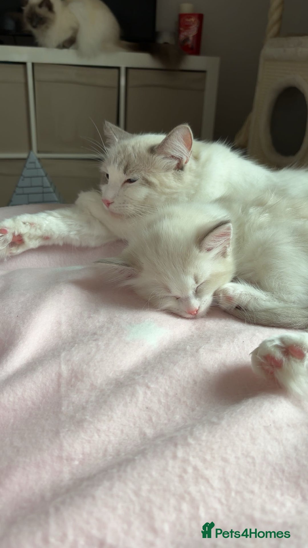 Ragdoll cats for sale: Girl ragdoll kittens  - Image 8