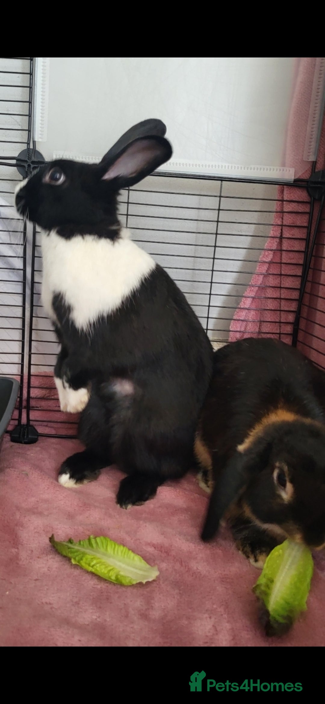 Dutch rabbits for sale: A bonded pair of rabbits  - Advert 1