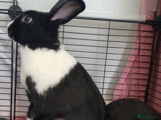 Dutch rabbits A bonded pair of rabbits - Advert 1