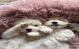 Bichon Frise dogs for sale: One little girl and boy are looking for a family🤍 - Image 3
