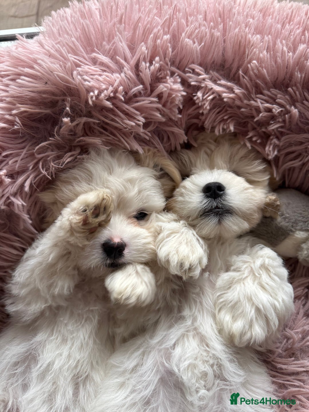 Bichon Frise dogs for sale: One little girl and boy are looking for a family🤍 - Image 3