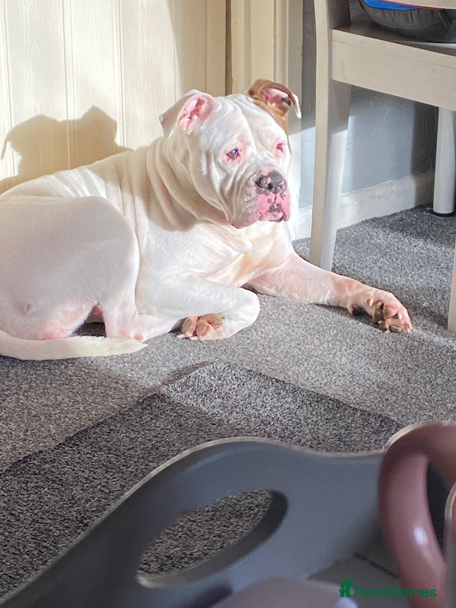 Mixed Breed dogs Gorgeous American bulldog cross pups for sale - Advert 1