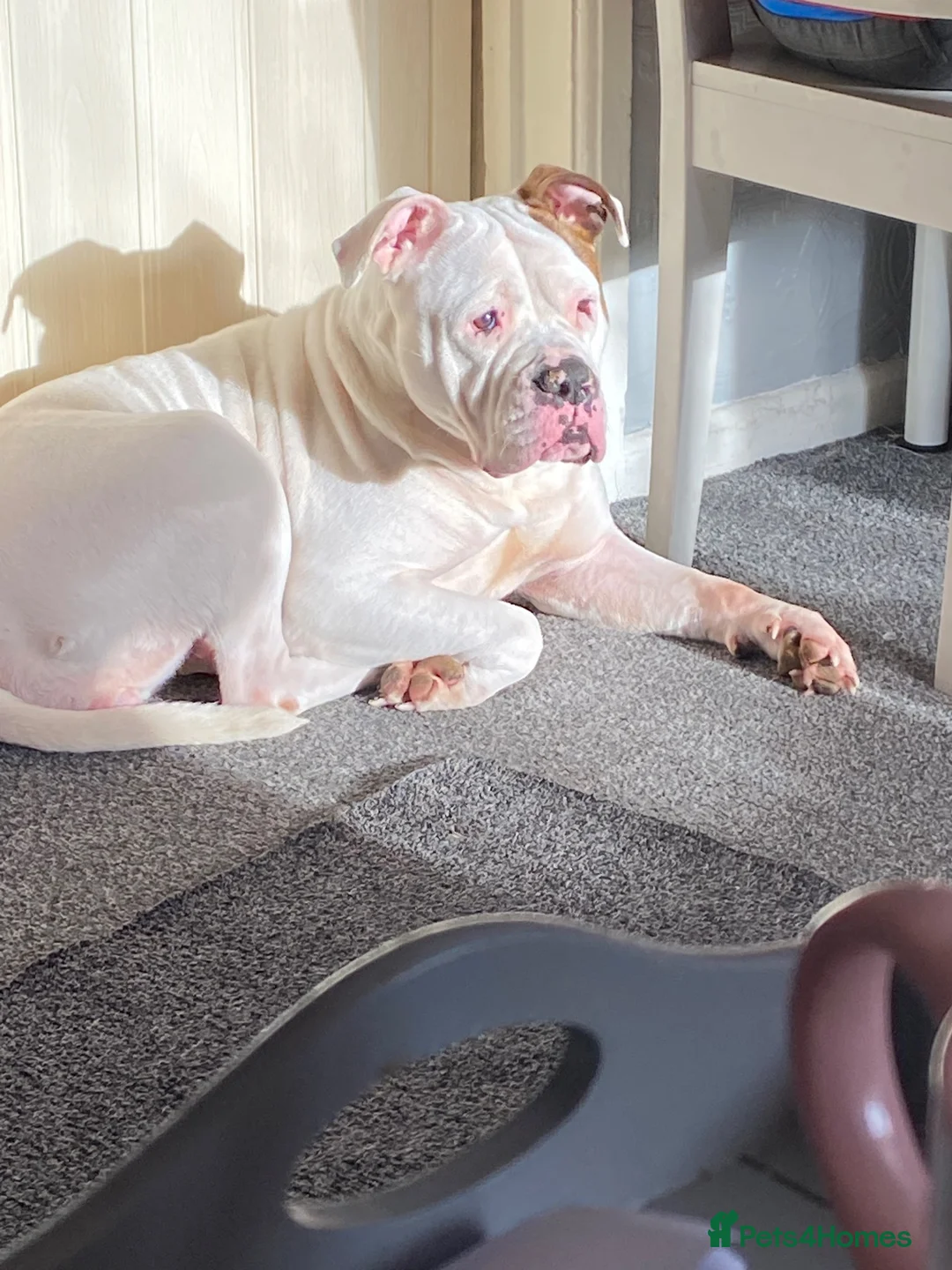 Mixed Breed dogs for sale: Gorgeous American bulldog cross pups for sale in Blackburn - Advert 1