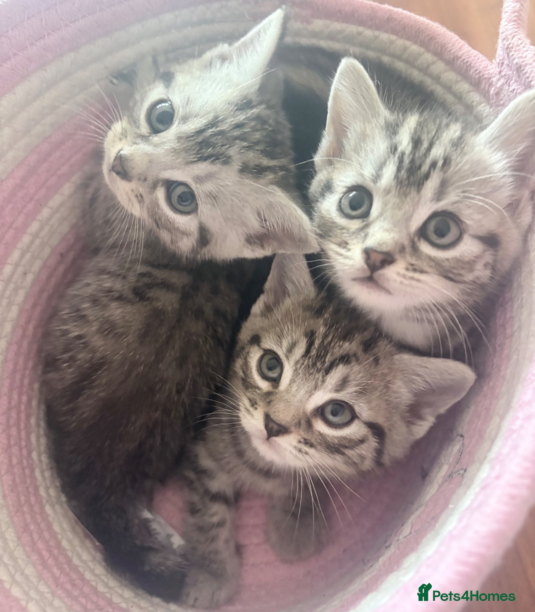 British Shorthair cats Stunning Silver Tabby BSH Kittens – Ready Soon! - Advert 1