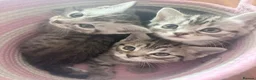 British Shorthair cats for sale: Silver Tabby BSH Cross Kittens – Ready Soon! - Advert 1