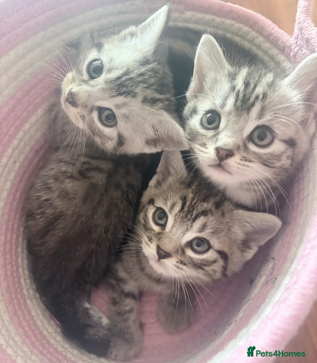 British Shorthair cats for sale: Silver Tabby BSH Cross Kittens – Ready Soon! - Advert 1